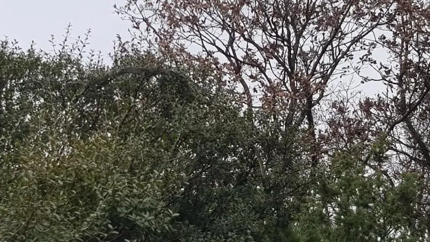 ZEHİRLİ DEĞİL, GÜNDÜZLERİ AVLANIR 5