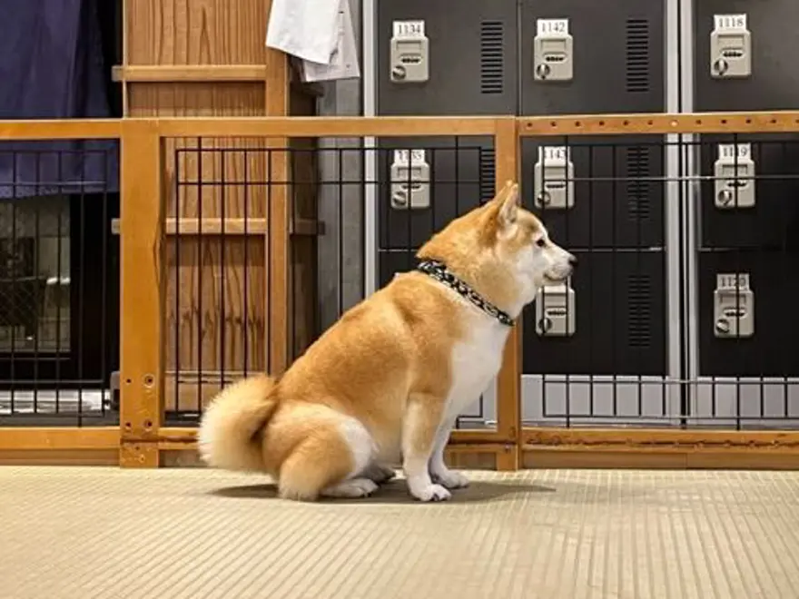 Tokyo'da gençlerin gözdesi: Yavru köpekli kafeler 11 Tokyo'da gençlerin gözdesi: Yavru köpekli kafeler 11