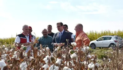"Beyaz Altın" da deniliyor: Salihli Ovası’da ilk hasat