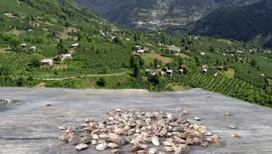 Artvin'i böcek bastı