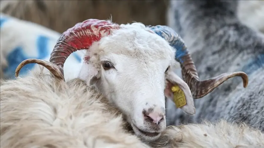 2025 KURBAN BAYRAMI NE ZAMAN? 1