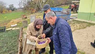 Mucize bitkinin hasadında sona gelindi: Kilosu 450 bin TL'den satışa çıkacak! Dünyanın en pahalısı