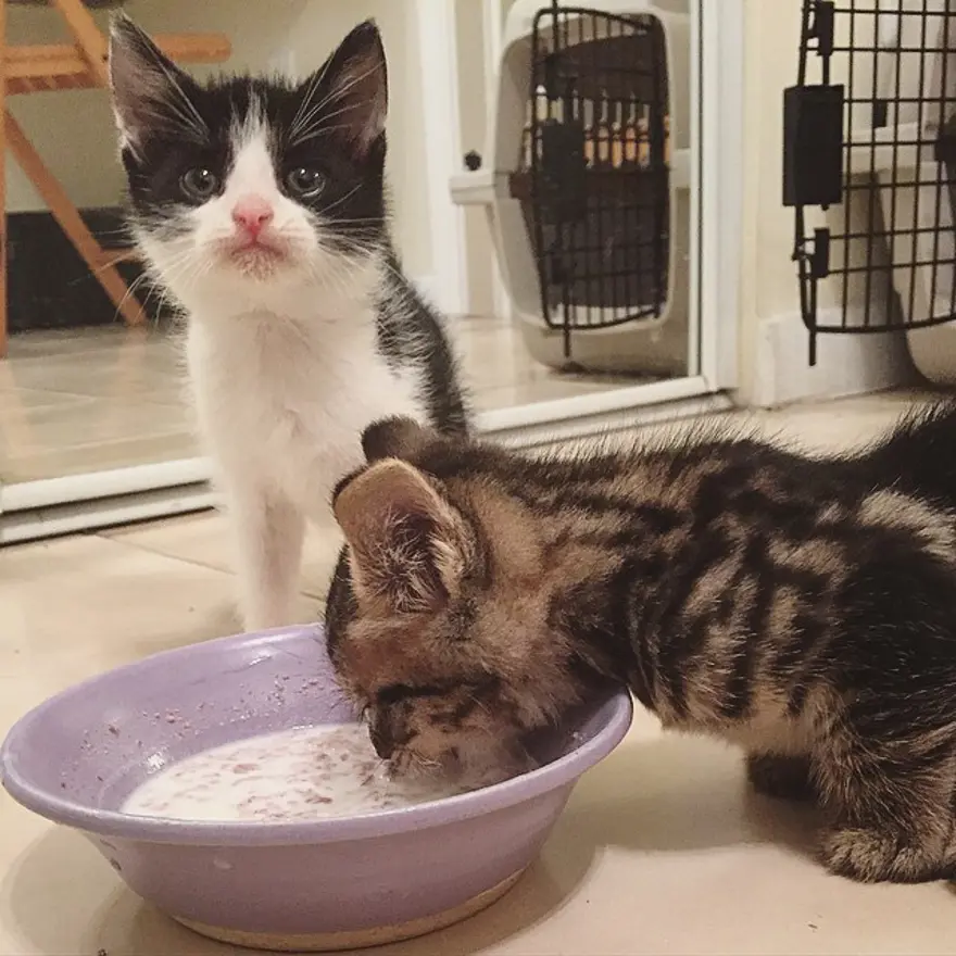 Hayatını kedileri kurtarmaya adadı 211