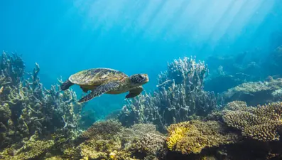 Uzaydan görülen tek canlı yok olmanın eşiğinde