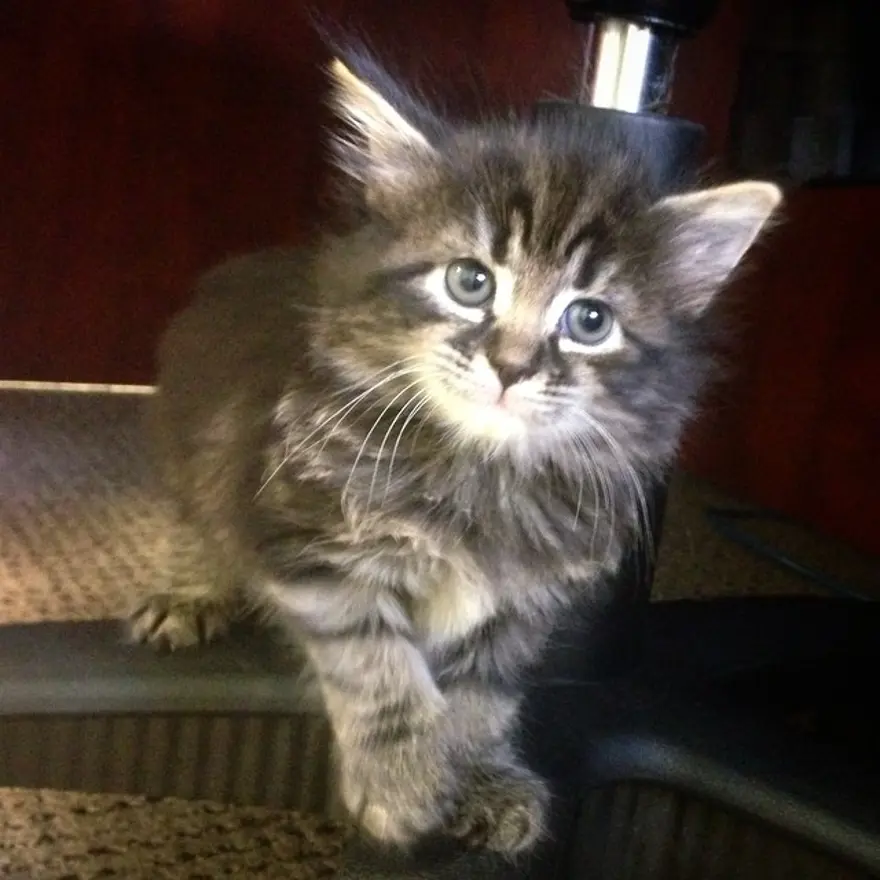 Hayatını kedileri kurtarmaya adadı 39