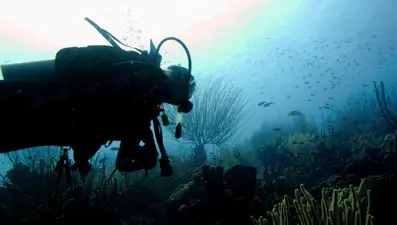 Okyanus mantarları bir sonraki antibiyotik kaynağı olabilir