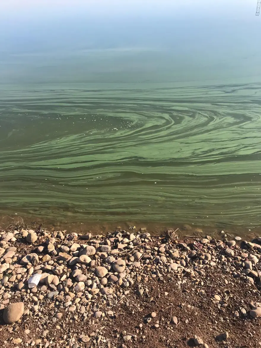 SİYANOBAKTERİLER ZEHİR DE ÜRETİYOR 1