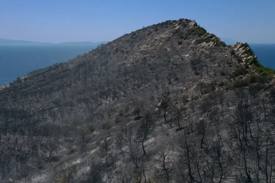 Menderes'teki orman yangınından geriye kalanlar 8