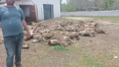 Kurtlar çiftliği girdi: 92 kuzu telef oldu