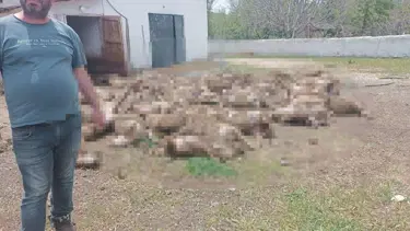 Kurtlar çiftliği girdi: 92 kuzu telef oldu