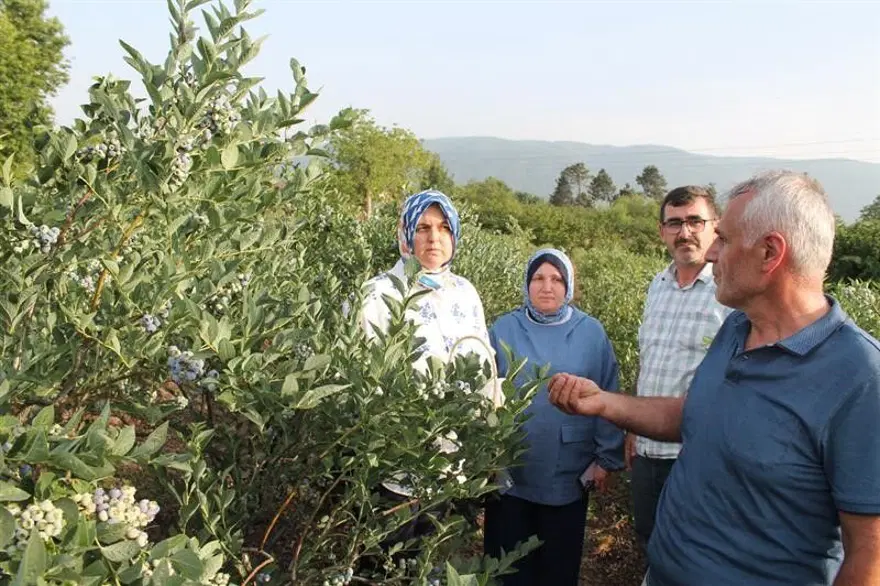 Doğadaki en güçlü antioksidan! Yüksek asitli topraklarda yetişiyor, 19 farklı çeşidi var 2
