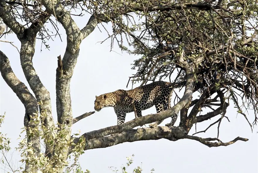 'Doğanın gözyaşı' 2