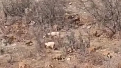 Sürü halinde geziyorlar: Avlama cezası 650 bin lira