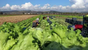 Marul tarlada 50 kuruş, markette 8 lira Marul tarlada 50 kuruş, markette 8 lira