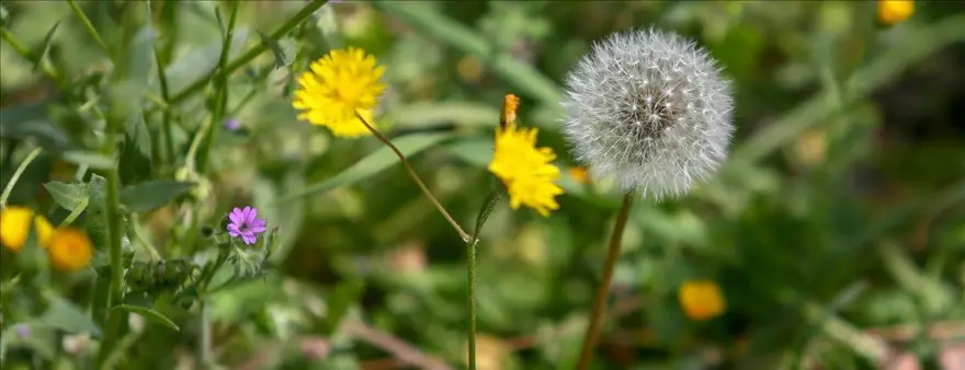 ALERJİK RİNİT NEDENLERİ 4 ALERJİK RİNİT NEDENLERİ 4