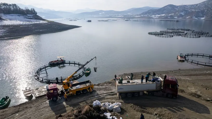 Tokat'ın somonları dünya sofralarına ulaşıyor: Rusya, Çin, Japonya ve Avrupa'ya satılıyor 5