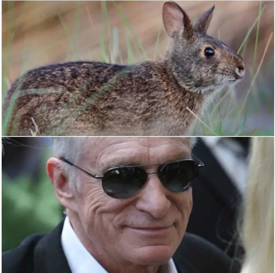 Ünlülerin adı verilen yeni türler 4 Ünlülerin adı verilen yeni türler 4