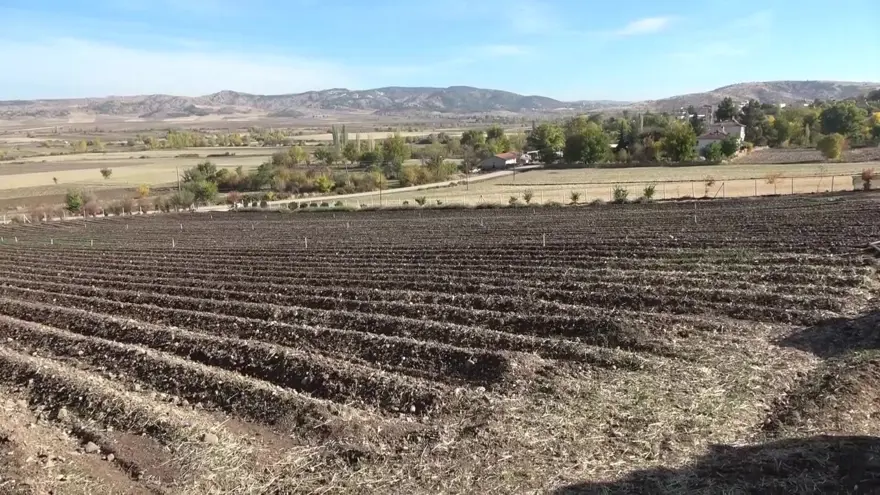 Dünyanın en pahalısı, ona "kırmızı altın" deniliyor: 1 gramı 500 TL 2 Dünyanın en pahalısı, ona "kırmızı altın" deniliyor: 1 gramı 500 TL 2