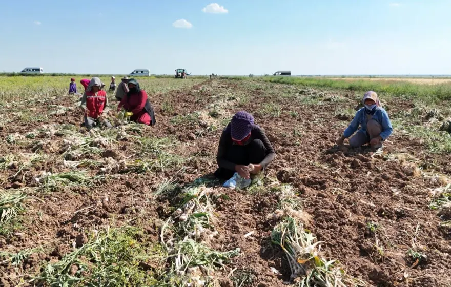 Rusya, Almanya ve İspanya'nın antibiyotiği: Hasat başladı 