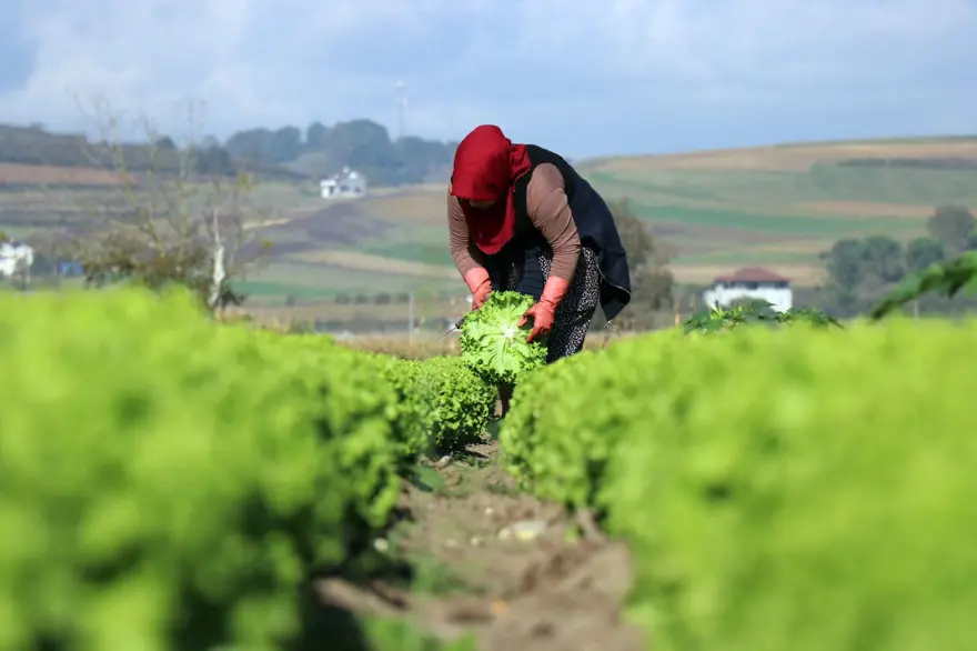 Marul tarlada 50 kuruş, markette 8 lira 