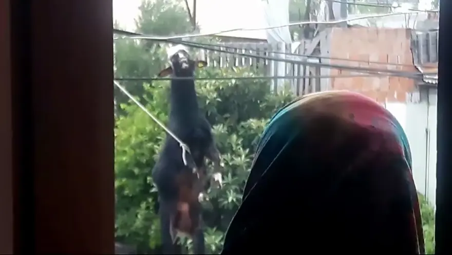 Damdan atlayan keçi, tellerde asılı kaldı 2