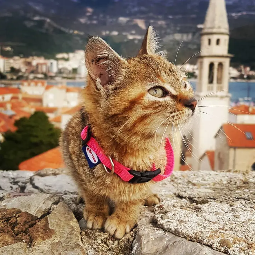 Yolda bulduğu kediyle dünya turu yaptı 21