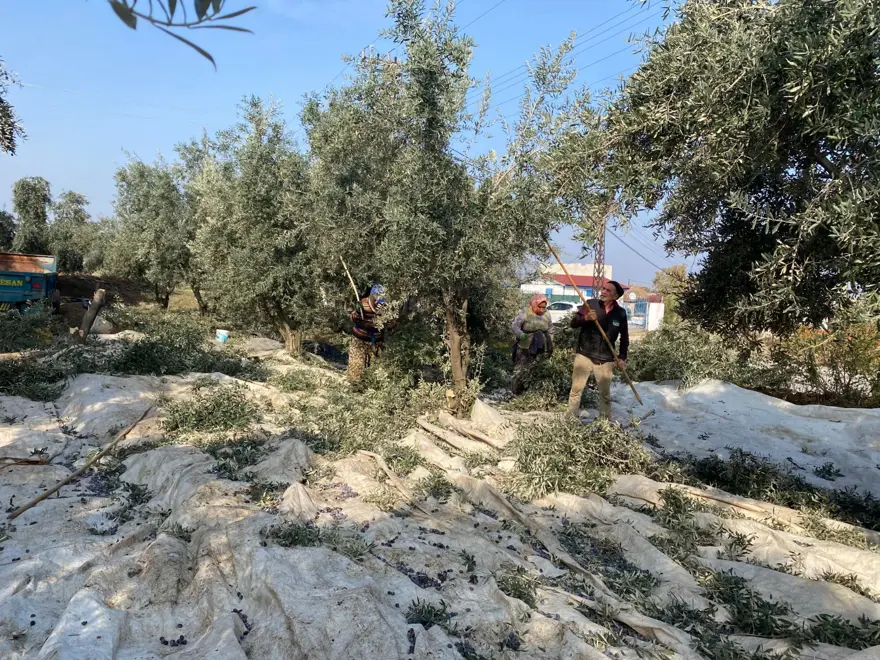 Üreticinin yüzünü güldürdü: Rekolte düşük ama kalite yüksek 3 Üreticinin yüzünü güldürdü: Rekolte düşük ama kalite yüksek 3
