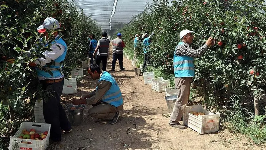 Isparta'da elma hasadı başladı 