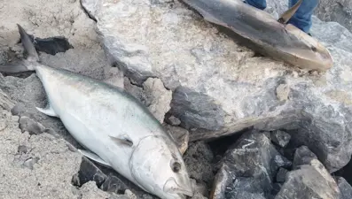 Oltayla yakaladı, tam 65 kilo: 18 bin TL’ye sattı