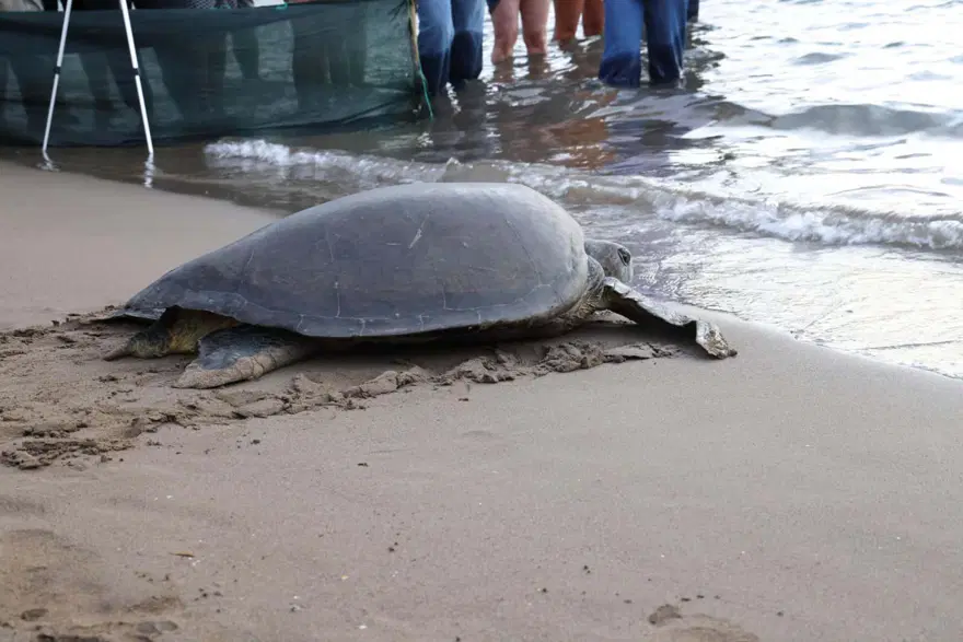 56 caretta carettadan haber yok 2