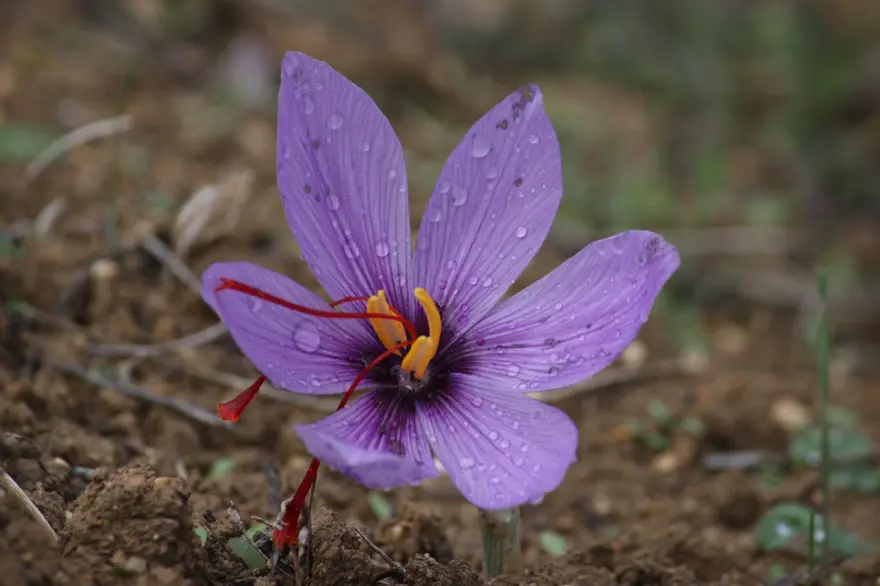 Safran çiçeğinde hasat başladı: Kilosu 100 bin TL 4