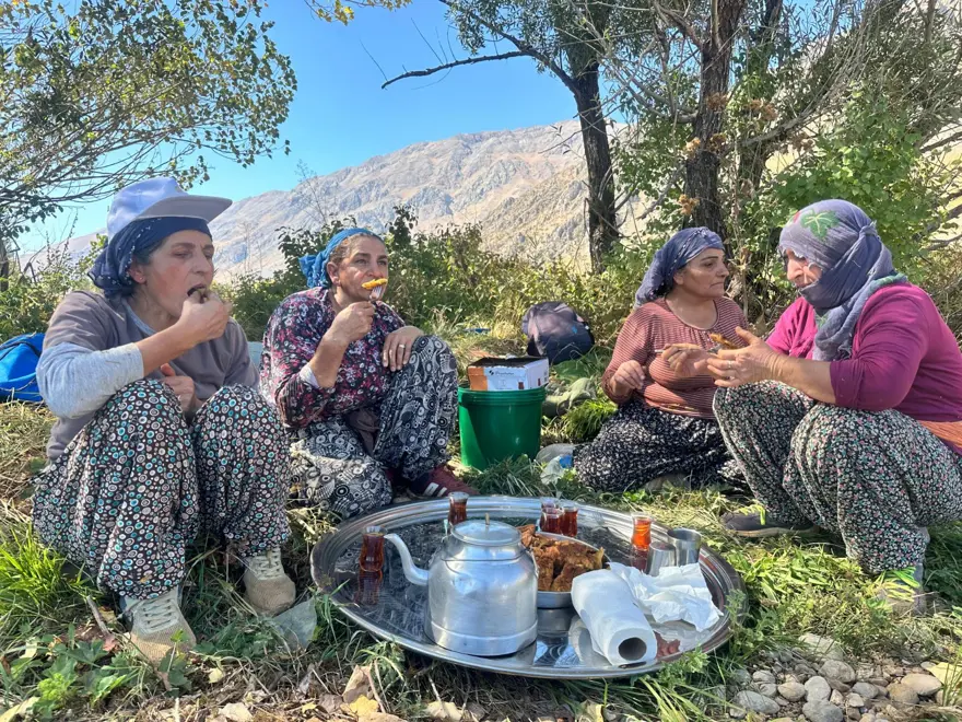 Tarladan sofraya geliyor: Kadınların el emeğiyle toplanmaya başladı 2 Tarladan sofraya geliyor: Kadınların el emeğiyle toplanmaya başladı 2