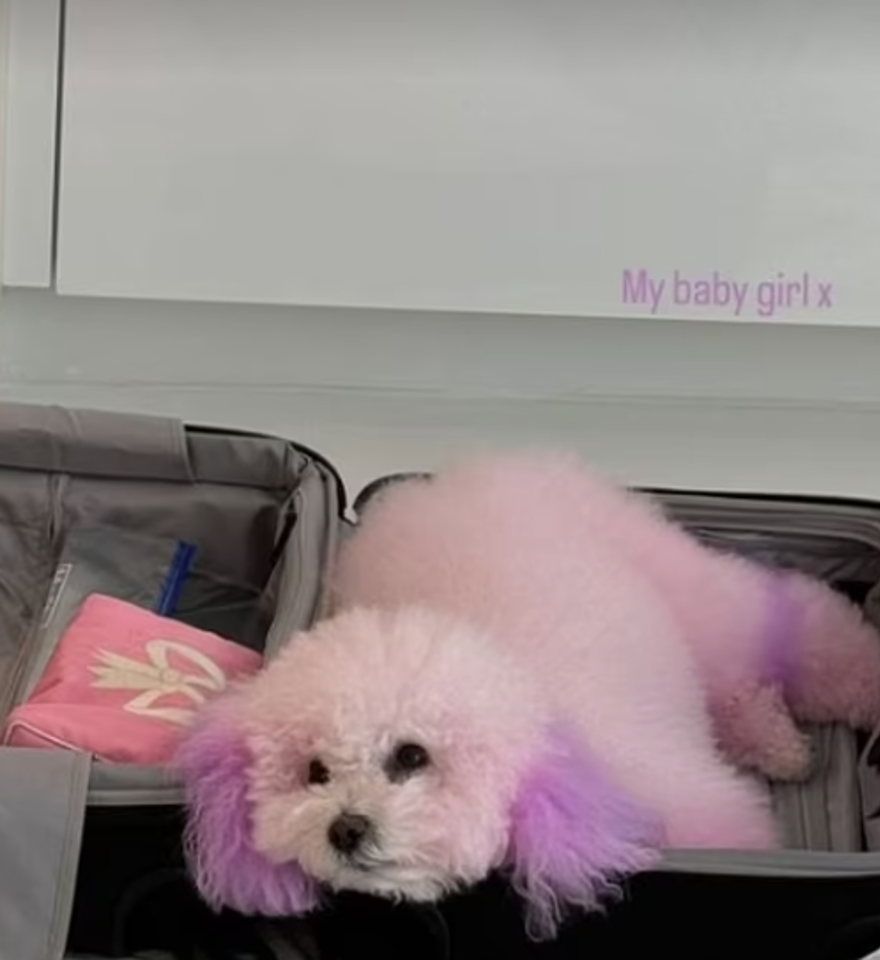 Köpeklerini boyatan Beckham çifti tepki çekti 3 Köpeklerini boyatan Beckham çifti tepki çekti 3