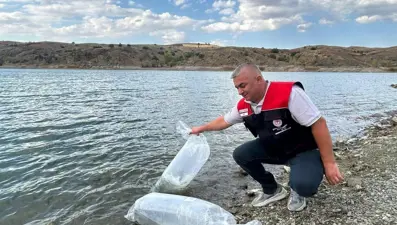 Çankırı'da iç sulara 626 bin sazan yavrusu bırakıldı