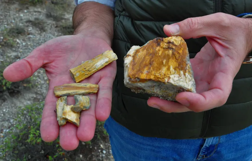 21 milyon yıllık fosil ağaç ormanı tehlikede 9