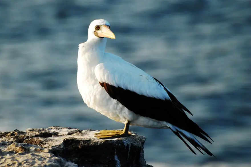 Darwin'in adasından kaçıyorlar 17