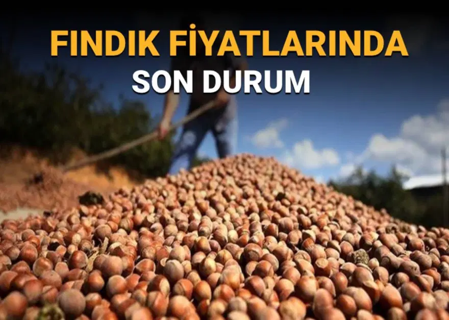 TMO fındık fiyatları açıklandı mı? Fındık alım fiyatlarında son durum 