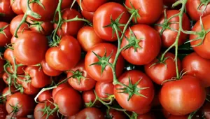 Kışlık domates nasıl hazırlanır? (Konserve domates tarifi) Kışlık domates nasıl hazırlanır? (Konserve domates tarifi)