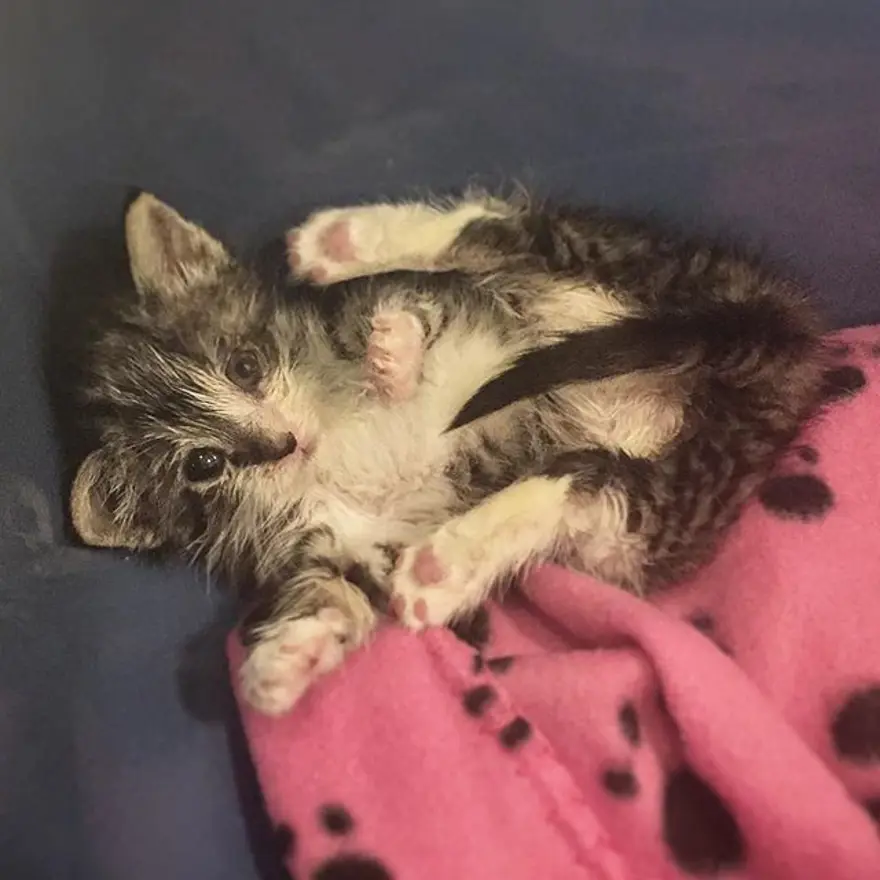 Hayatını kedileri kurtarmaya adadı 301