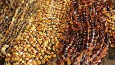 Fiyatı 50 bin liraya kadar çıkıyor: Stres, sarılık, guatr, bronşit, astıma iyi geliyor