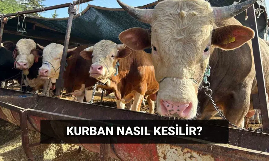 Kurban nasıl kesilir? Kurban keserken dikkat edilmesi gerekenler neler? Kurban nasıl kesilir? Kurban keserken dikkat edilmesi gerekenler neler?