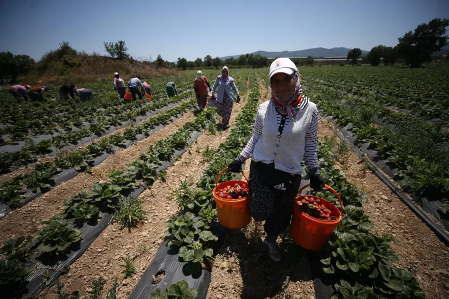 Kazdağları'nın eteklerinde yetişiyor: Yüzlerce ailenin geçim kaynağı oldu 8