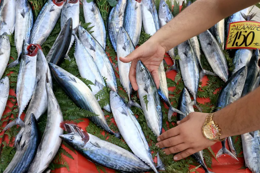 Balık sezonu başladı, fiyatlar yarı yarıya düştü (Güncel balık fiyatları: Palamut, hamsi, istavrit, çipura...) 3 Balık sezonu başladı, fiyatlar yarı yarıya düştü (Güncel balık fiyatları: Palamut, hamsi, istavrit, çipura...) 3