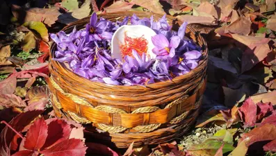 Deneme amaçlı ekilmişti: "Altın bitki" iklime uyum sağladı