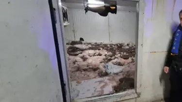 6 ton kaçak avlanan kalkan ele geçirildi