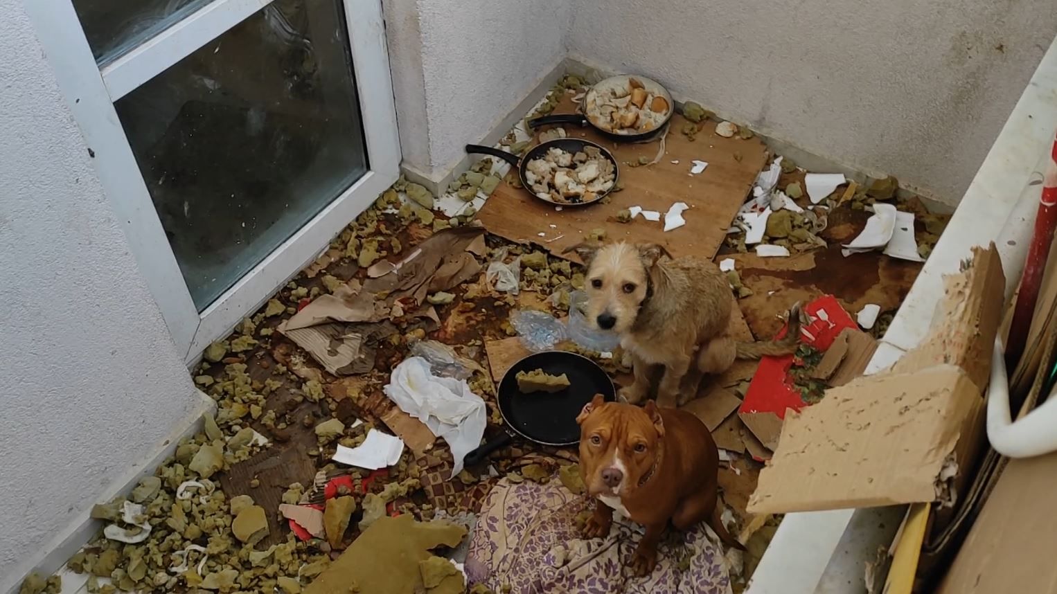 Ankara'da balkonda kötü koşullarda tutulan 2 köpeğe el konuldu
