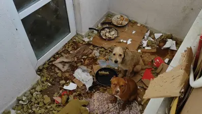 Ankara'da balkonda kötü koşullarda tutulan 2 köpeğe el konuldu