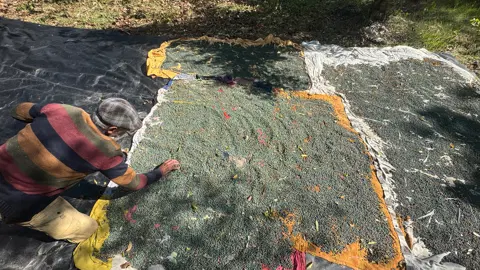 Meyvesi 300, yağı bin 200 liradan satılıyor. Çöğre olarak da bilinen gelir kaynağı