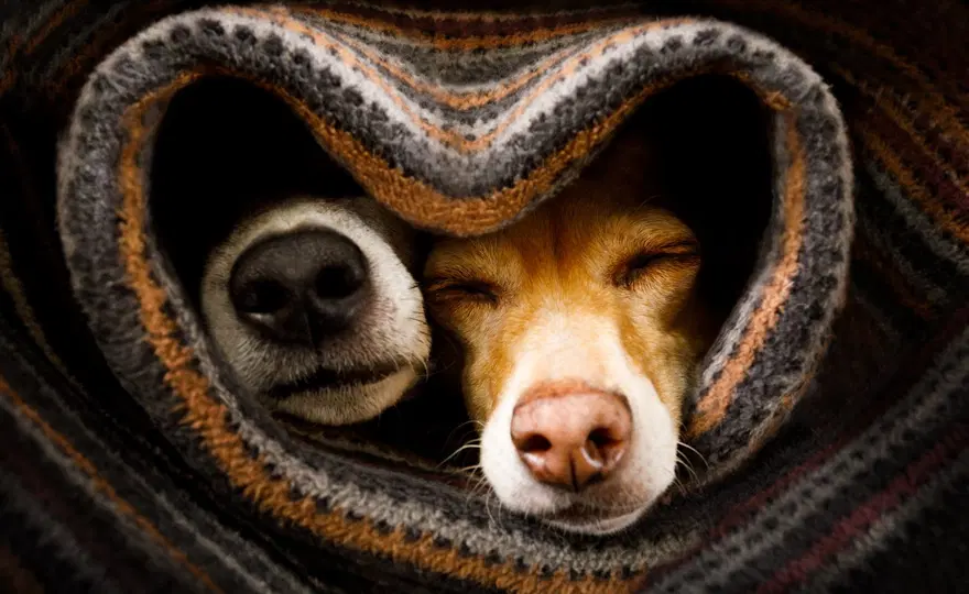Köpekleri benzersiz burun izlerinden tanıyabilen mobil uygulama geliştirildi 6 Köpekleri benzersiz burun izlerinden tanıyabilen mobil uygulama geliştirildi 6