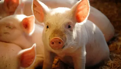 Tıp tarihinde bir ilk: Domuz akciğeri insana nakledildi